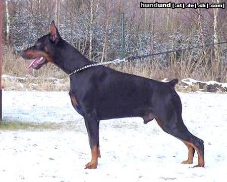 Dobermann CARLOS z Padoku 26 months old