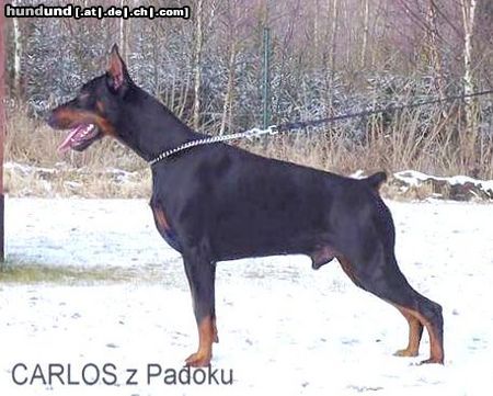 Dobermann CARLOS z Padoku