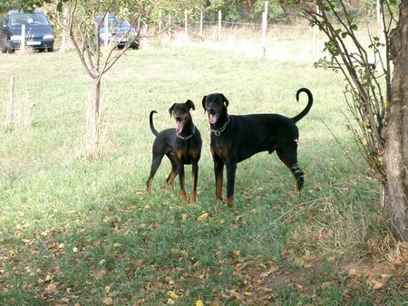 Dobermann Hawk mit Schwester Hiska