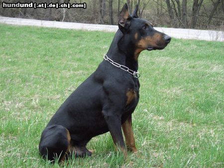 Dobermann Aaron