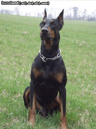 Dobermann Aaron