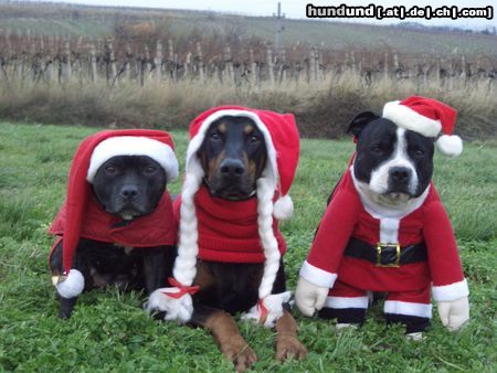 Dobermann X-Mas Dogs