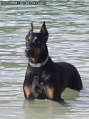 Dobermann Aaron die Wasserratte