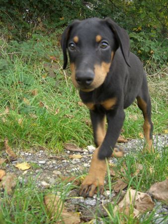 Dobermann dino mit 11 wochen