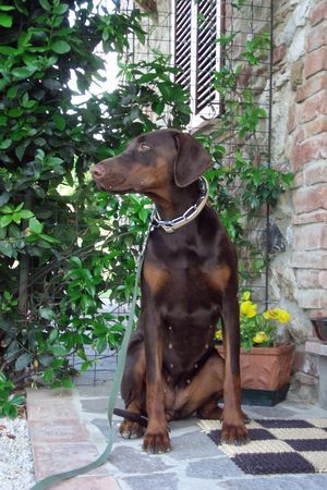 Dobermann Caramel auf Reisen in der Toscana