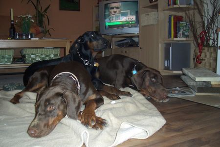 Dobermann Caramel, Carly und Caprise