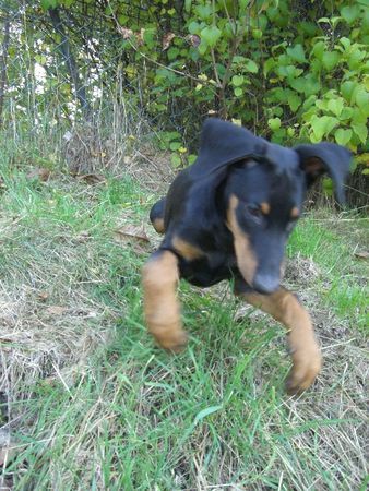 Dobermann dino am sprung