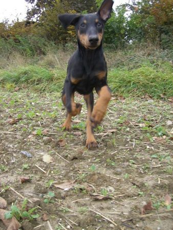 Dobermann dino 17 wochen