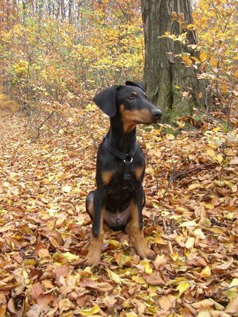 Dobermann dino 17 wochen