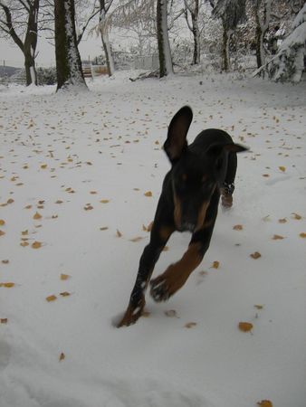 Dobermann dino 18 wochen