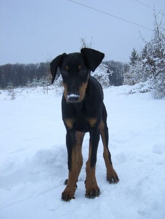 Dobermann dino 18 wochen