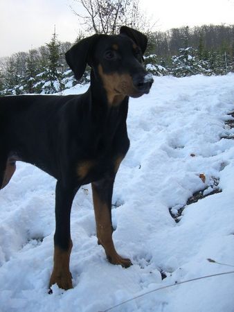 Dobermann dino 18 wochen