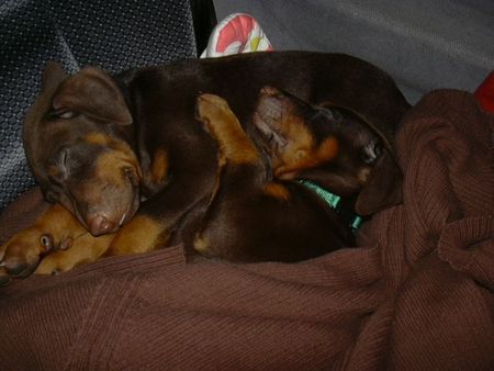 Dobermann canis & seine schwester dea 