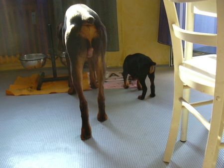 Dobermann canis & sein kumpel rocky