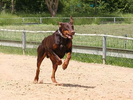 Dobermann canis auf der hunderennbahn