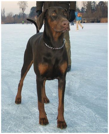 Dobermann Meine Caramel