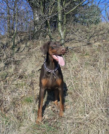 Dobermann Caramel 