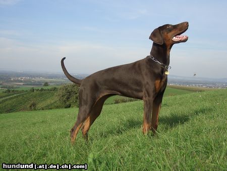 Dobermann Caramel Rhapsody mit 6 Monaten