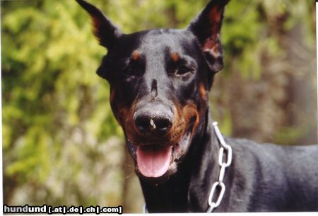 Dobermann Chakko