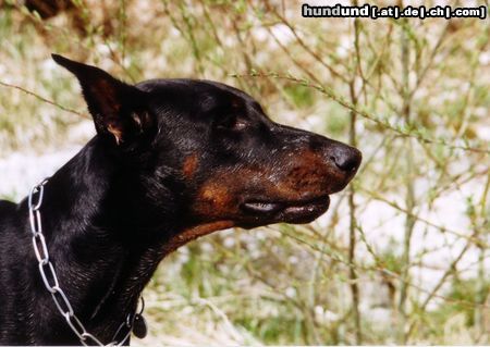 Dobermann Chakko