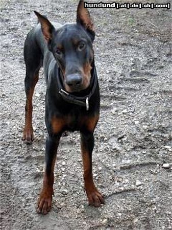 Dobermann Chester (Helios von Toonstadt) mit 13 Monaten