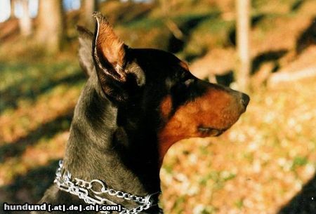 Dobermann Cimba