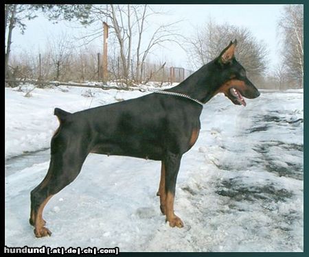 Dobermann DAPHNE z Padoku 2 year old