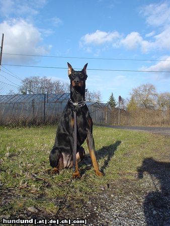 Dobermann Qui Vive vom Traum d. Jugend