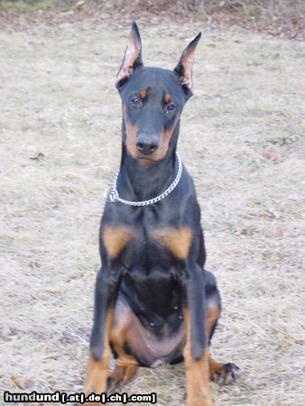 Dobermann Aysha 