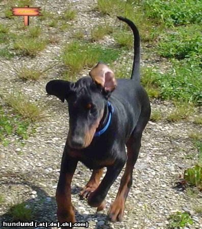 Dobermann Hübsche Gil