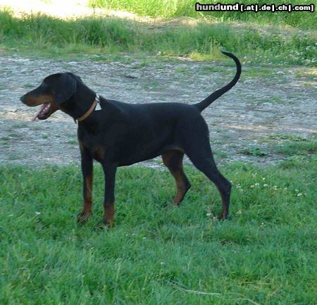 Dobermann Unsere Dobihündin Gil- 5 Monate