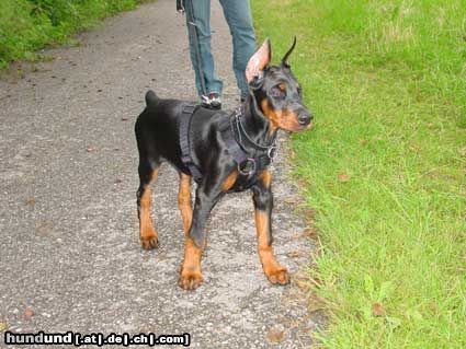 Dobermann Gräfin Joy of Mon-ja-mes