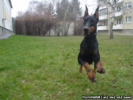 Dobermann Qui Vive - Luftsprünge