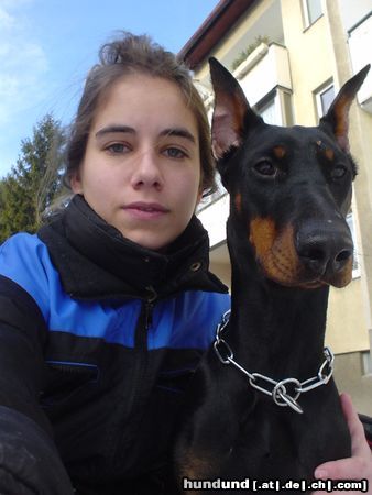 Dobermann