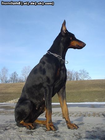 Dobermann