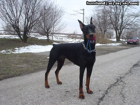 Dobermann Qui Vive