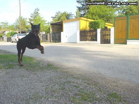 Dobermann Qui Vive