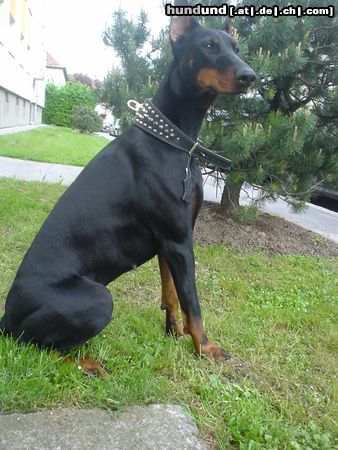 Dobermann Killer Kiwi ;)