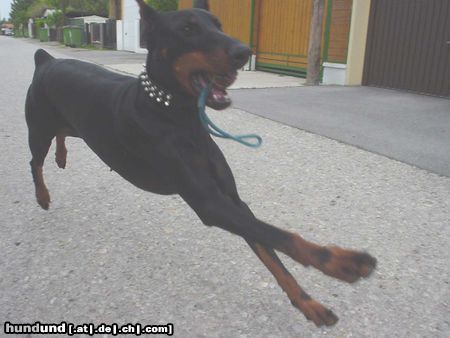 Dobermann Qui Vive