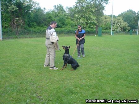 Dobermann Qui Vive - Schutz