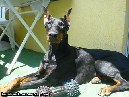 Dobermann Qui Vive