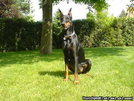 Dobermann Qui Vive