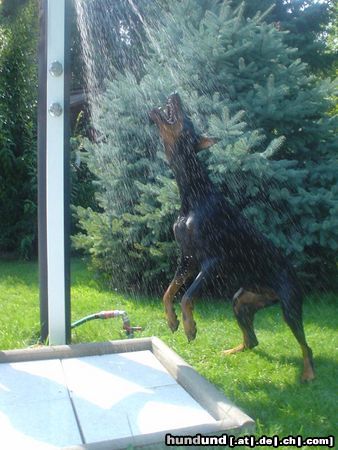 Dobermann Qui Vive im Sommer