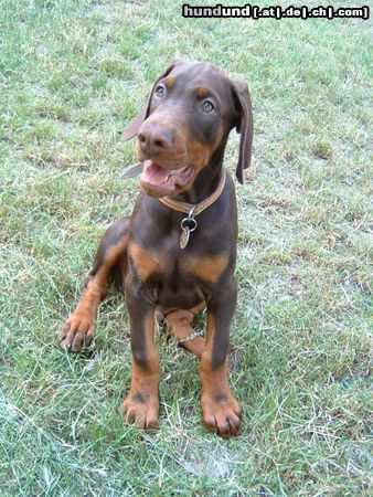 Dobermann