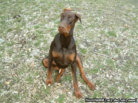 Dobermann Armand