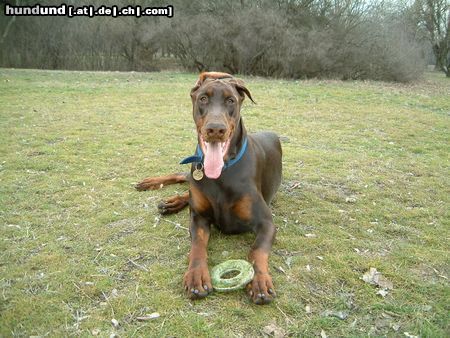 Dobermann Armand