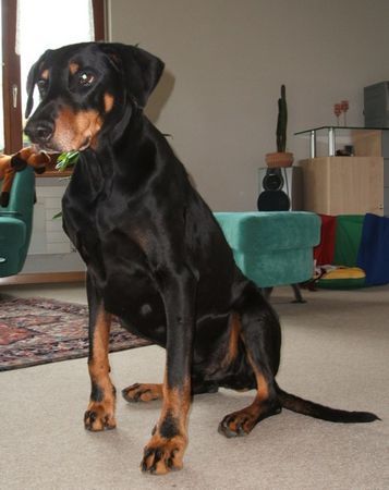 Dobermann Mozart  (5.8.1995-30.5.2007)