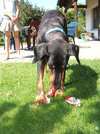 Dobermann 11 Geburtstag von Mozart -statt Kuchen gibt's ne Wurst