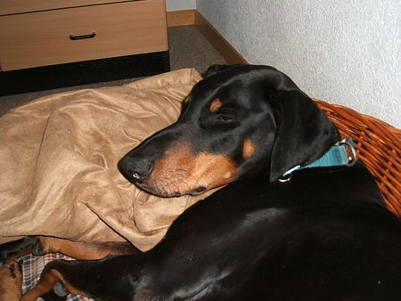 Dobermann Fertig fotographiert - jetzt wird geschnarcht:-)