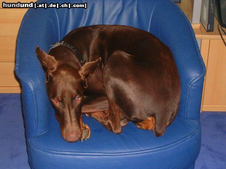 Dobermann ILENA auf ihrem 